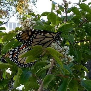 Meet your Posher, Gail